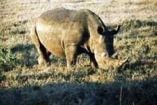 Sample 2 – Rhino