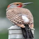 Sample 2 – Northern flicker