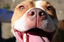 Sample 5 – American staffordshire terrier