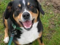 Sample 2 – Entlebucher