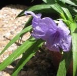 Sample 2 – Mexican petunia