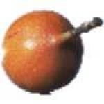 Sample 5 – Fruit