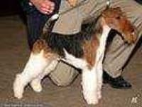 Sample 2 – Wire haired fox terrier