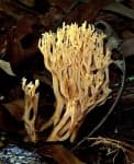 Sample 5 – Coral fungus