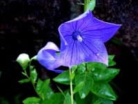 Sample 3 – Balloon flower