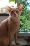 Sample 5 – Abyssinian