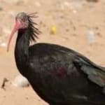 Sample 3 – Northern bald ibis