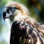 Sample 3 – Philippine eagle