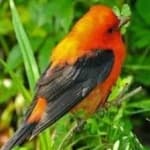 Sample 3 – Scarlet tanager