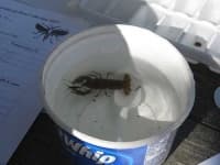 Sample 2 – Crayfish