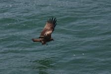 Sample 4 – Eagle