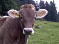 Sample 3 – Cattle