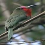 Sample 3 – Red bearded bee eater