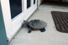 Sample 1 – Terrapin