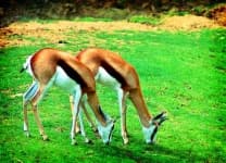 Sample 1 – Gazelle
