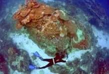 Sample 3 – Reef