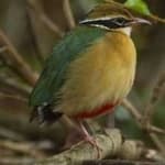Sample 6 – Indian pitta