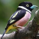 Sample 9 – Black yellow broadbill