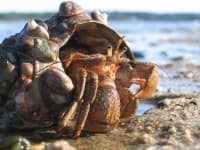 Sample 5 – Hermit crab