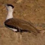 Sample 3 – Indian bustard
