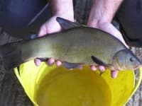 Sample 5 – Tench