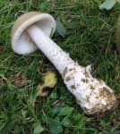 Sample 1 – Amanita