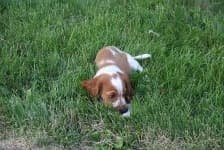 Sample 1 – Welsh springer spaniel