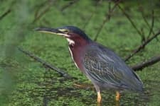 Sample of Heron