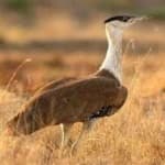 Sample 4 – Indian bustard