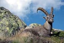 Sample 4 – Ibex