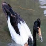 Sample 6 – Magpie goose
