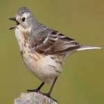 Sample 1 – American pipit