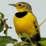 Sample 3 – Golden pipit
