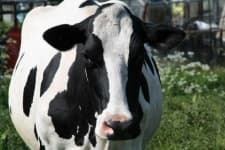Sample 5 – Cattle