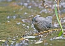 Sample 3 – Water ouzel