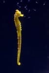 Sample 2 – Seahorse