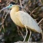 Sample 3 – Capped heron
