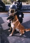 Sample 5 – Malinois