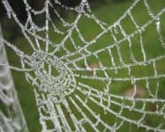 Sample 3 – Cobwebbed