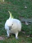Sample 2 – Sulphur crested cockatoo