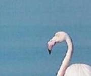 Sample 3 – Flamingo head