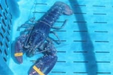 Sample 5 – Lobster