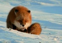 Sample 3 – Red fox