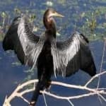Sample 1 – Anhinga