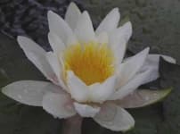 Sample 3 – Water lily