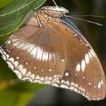 Sample 2 – Eggfly