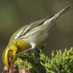 Sample 3 – Townsends warbler