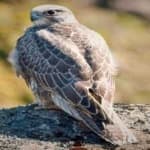Sample 1 – Gyrfalcon