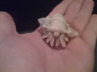 Sample 2 – Hermit crab