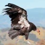 Sample 4 – California condor